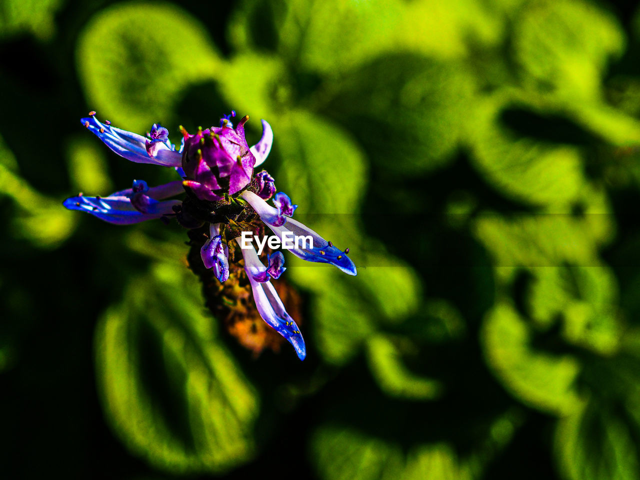 Close-up of purple iris flower