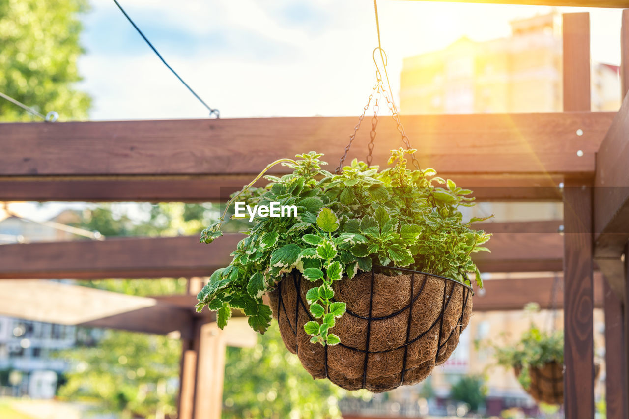 LOW ANGLE VIEW OF POTTED PLANT HANGING ON CLOTHESLINE