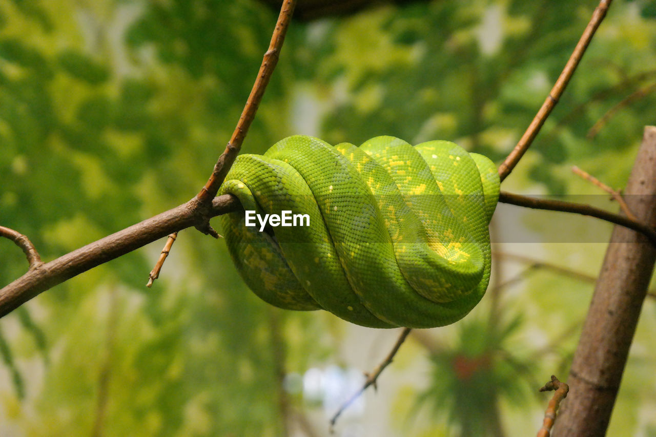 CLOSE-UP OF SNAIL ON BRANCH