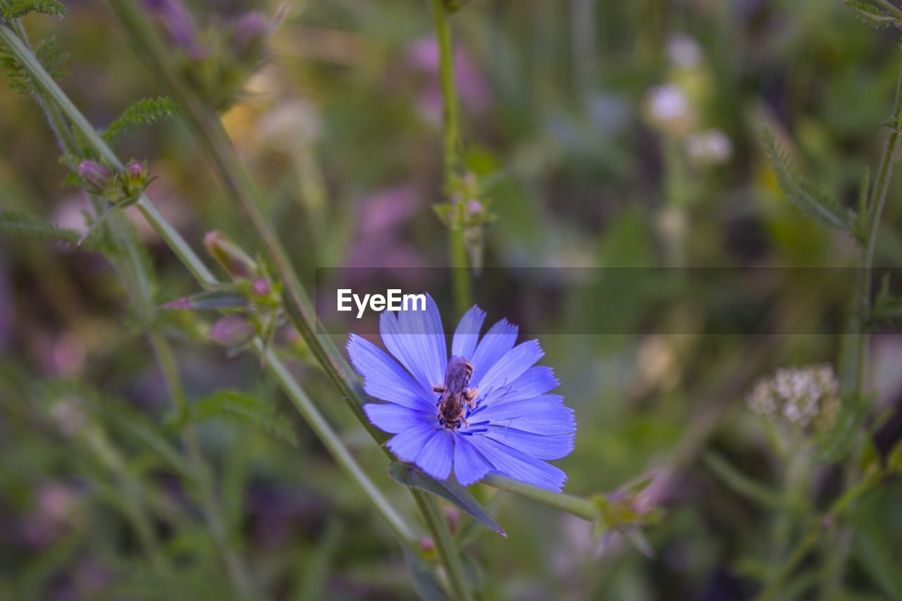 Close-up of purple flowering plant