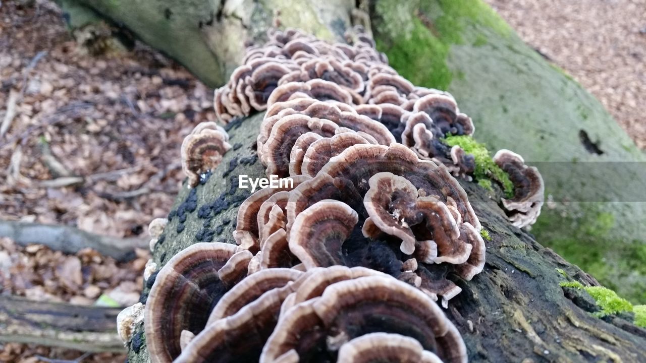 CLOSE-UP OF TREES