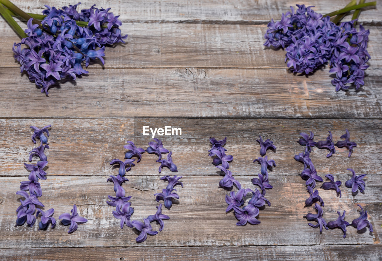 CLOSE-UP OF PURPLE HYDRANGEA FLOWERS