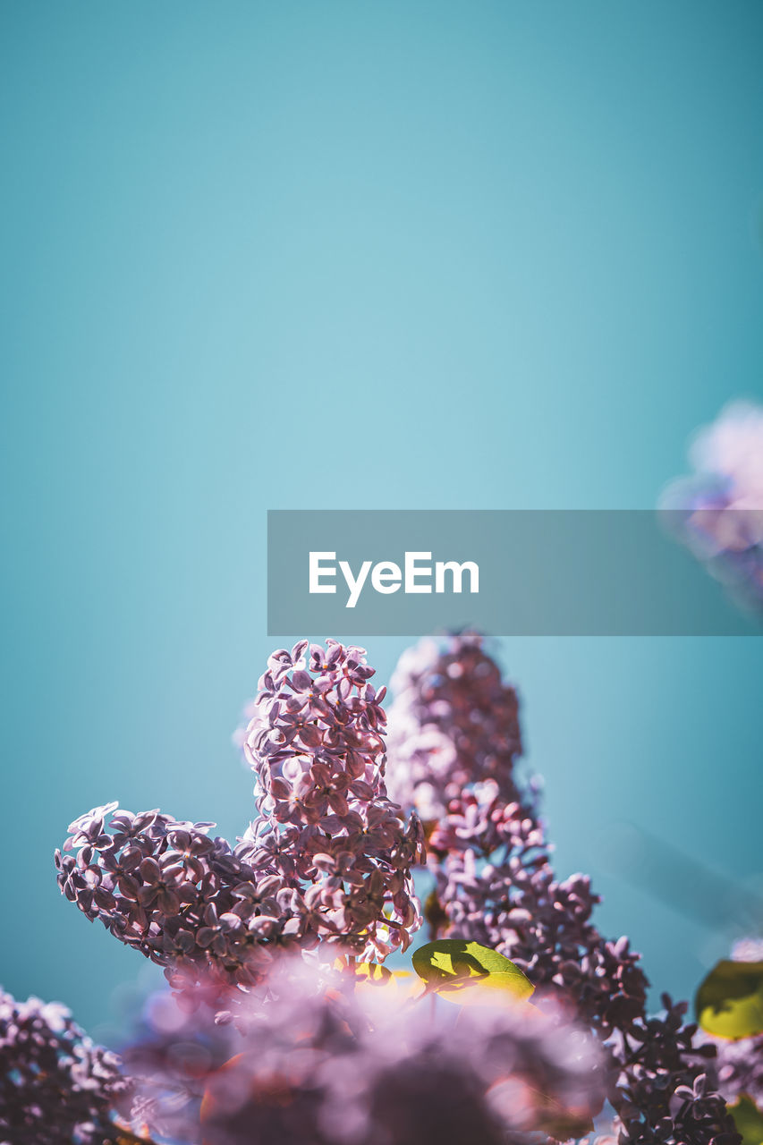 Close-up of purple flowers