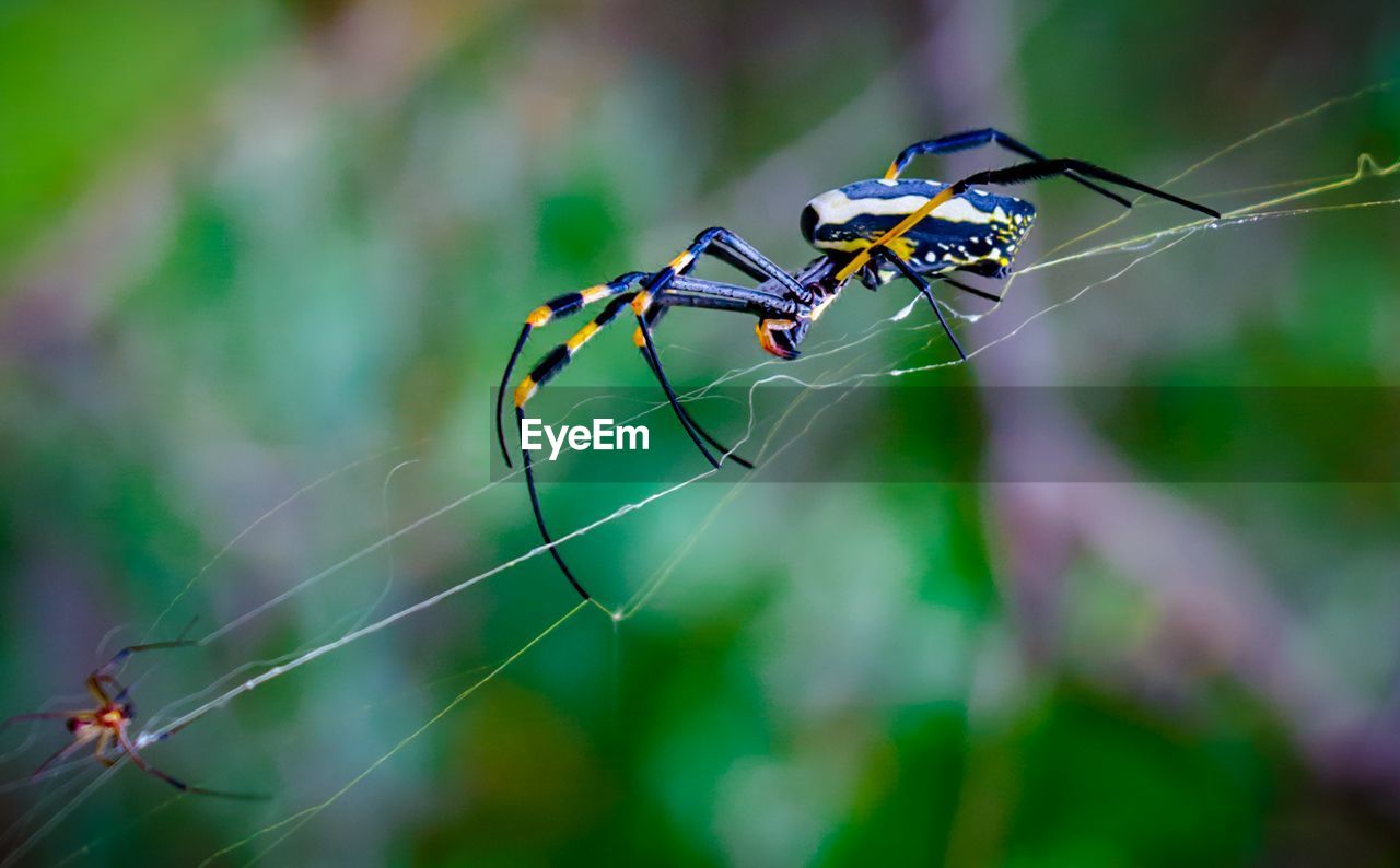 CLOSE-UP OF SPIDER WEB