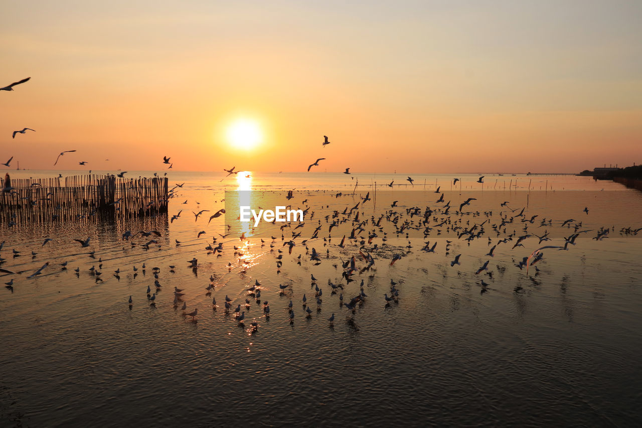 BIRDS FLYING OVER SEA DURING SUNSET