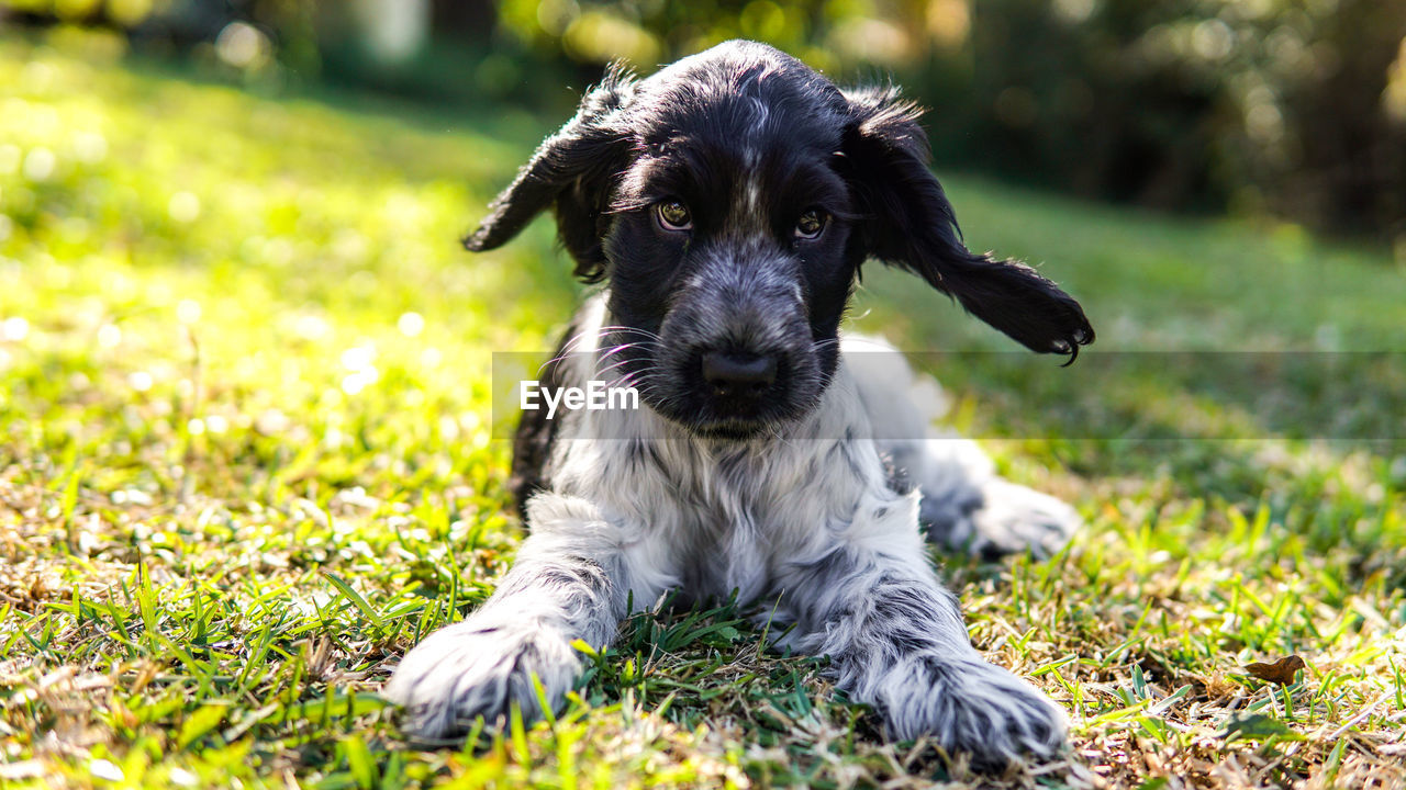 Portrait of dog sitting on field