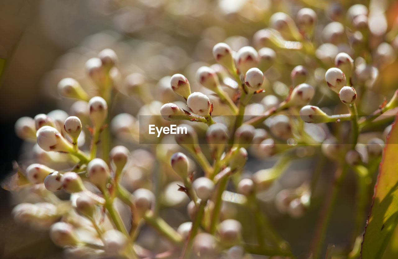 Close-up of white flowering plant