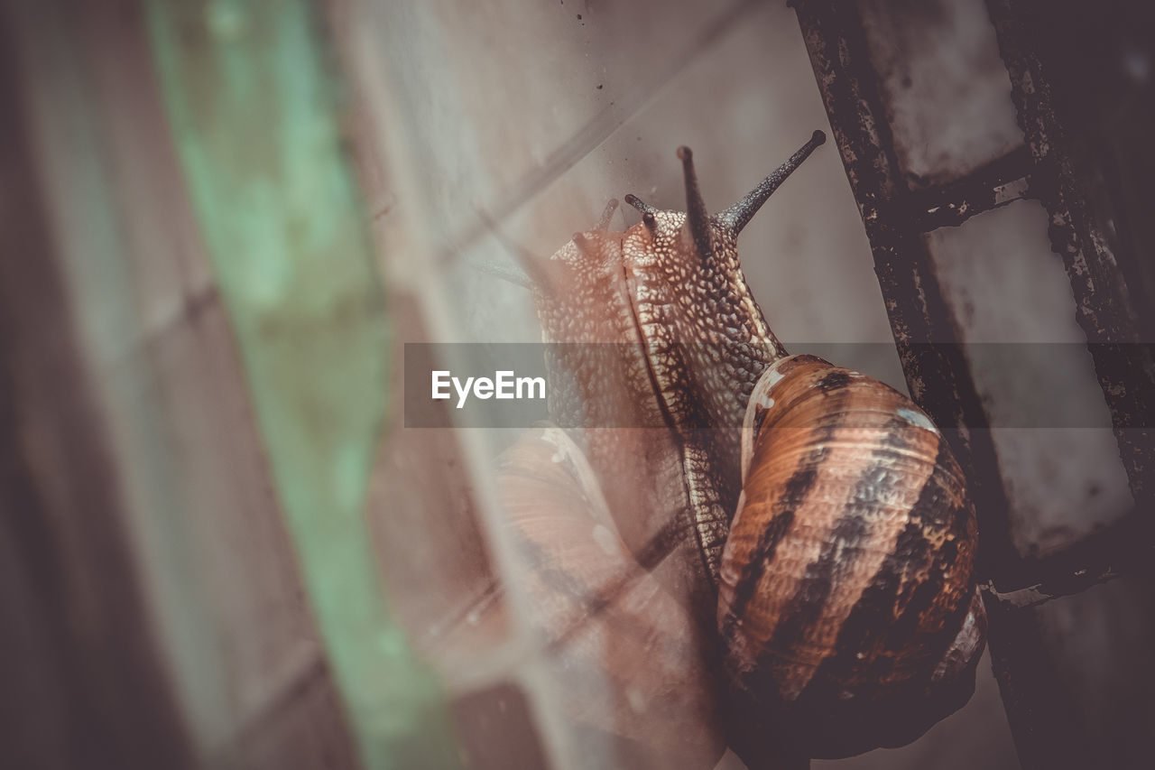 CLOSE-UP OF SNAIL ON STEM