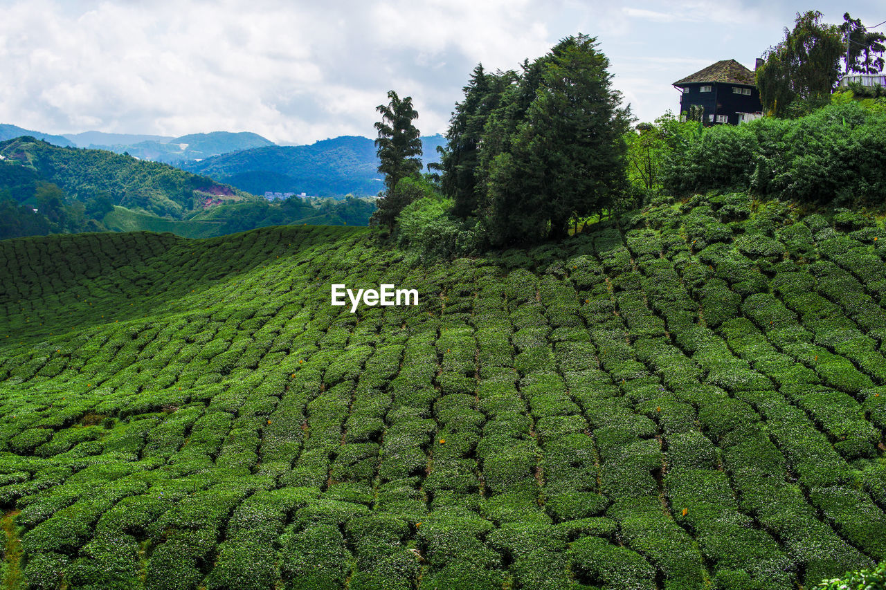 Tea plantation in cameron highlands, malaysia