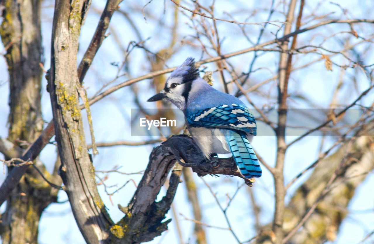 LOW ANGLE VIEW OF BIRD PERCHING ON BARE TREE