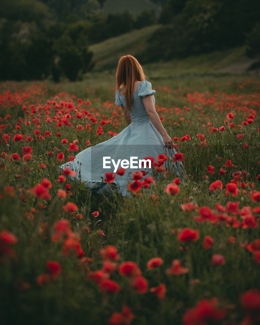 Woman with red hair in a poppies field