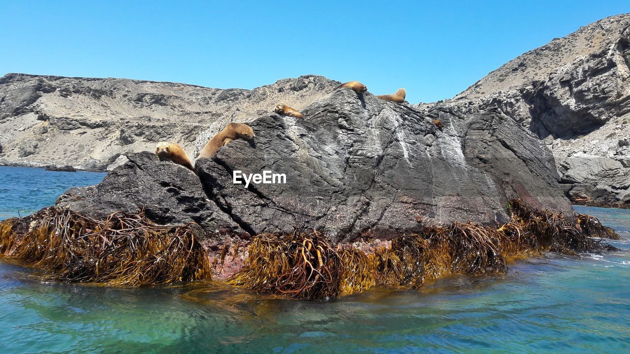 Rock formation in sea against clear sky