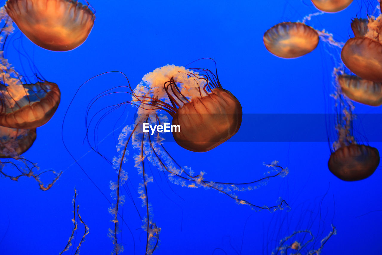 Close-up of jellyfish in water against blue sky