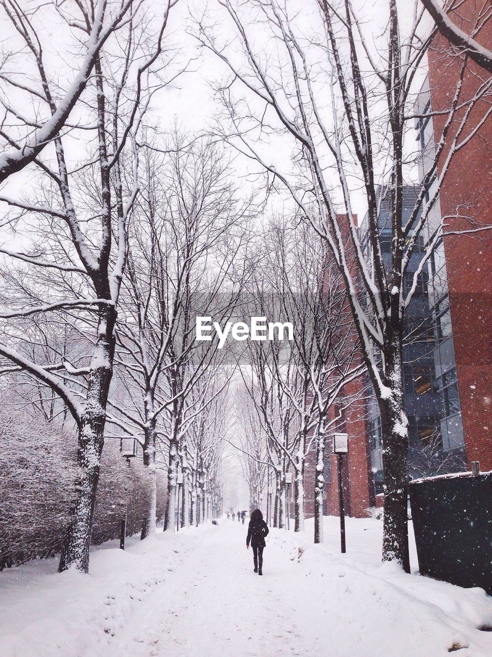 Rear view of a person walking on snow covered landscape