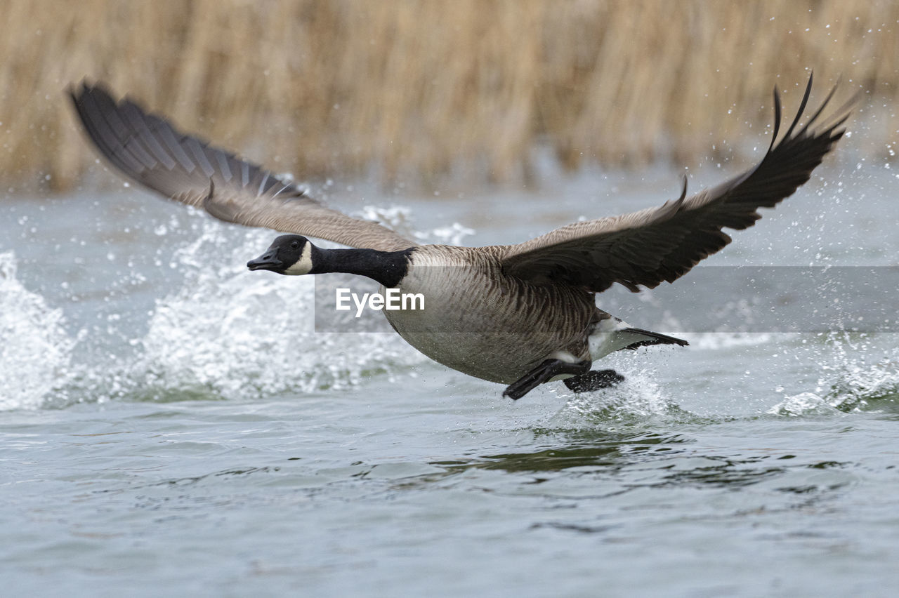 Bird flying over lake