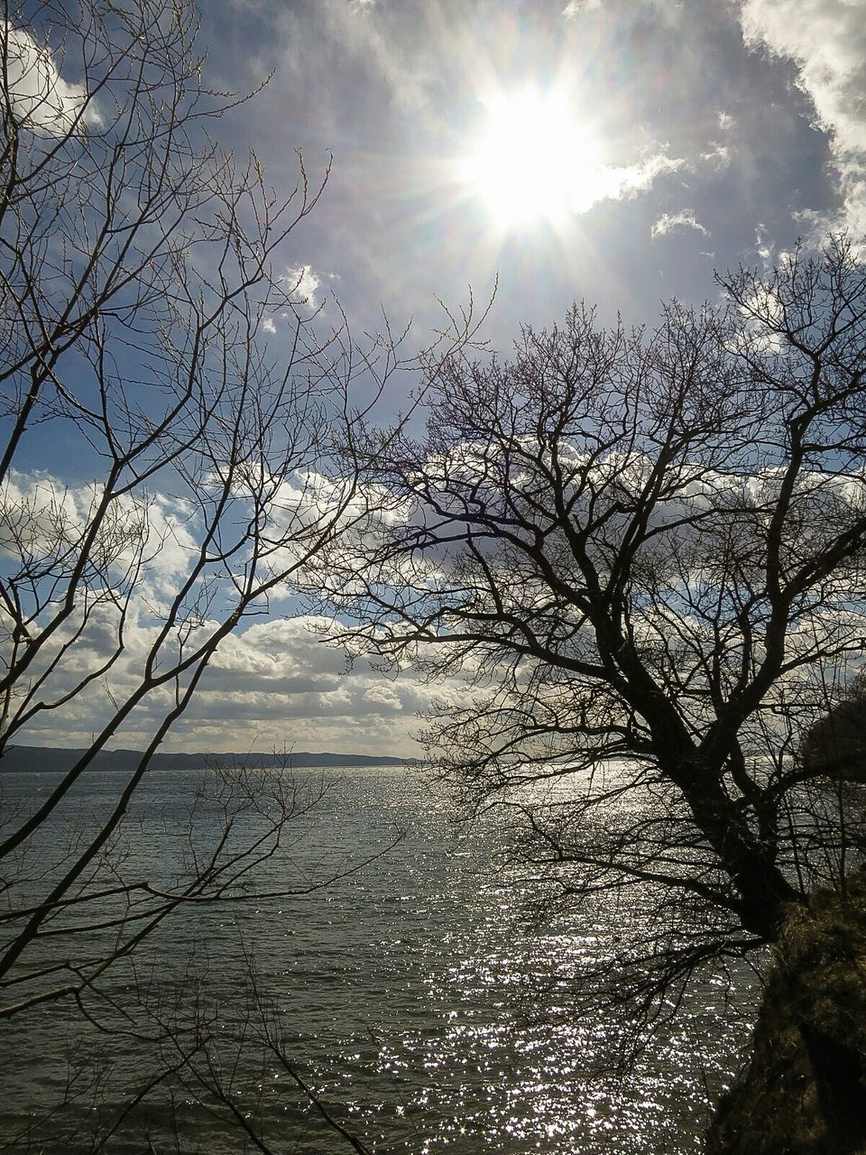 View of bare trees at riverbank