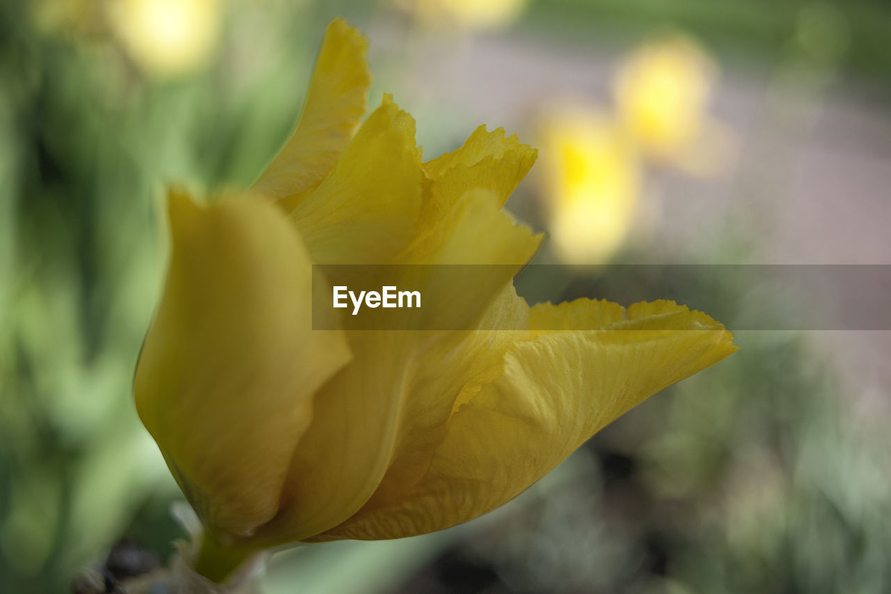 CLOSE-UP OF YELLOW FLOWER