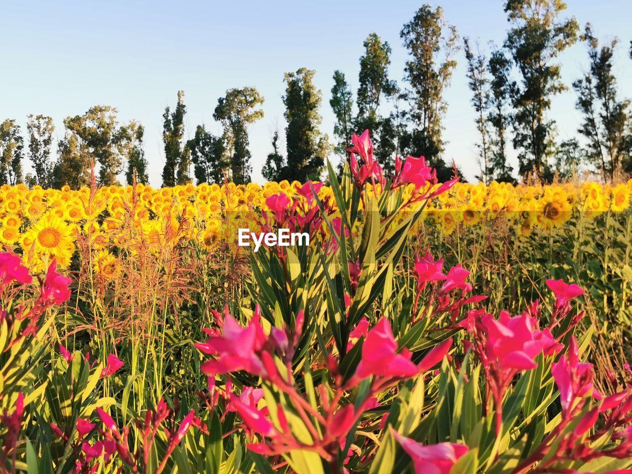 CLOSE-UP OF FLOWERING PLANTS ON FIELD AGAINST SKY