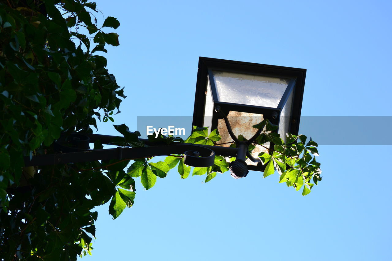 Low angle view of plants on gas light against clear sky