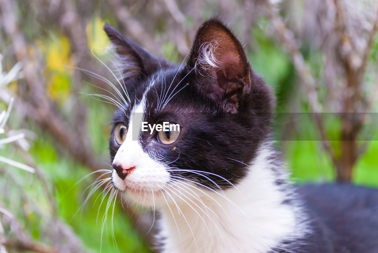 Close-up portrait of a cat looking away