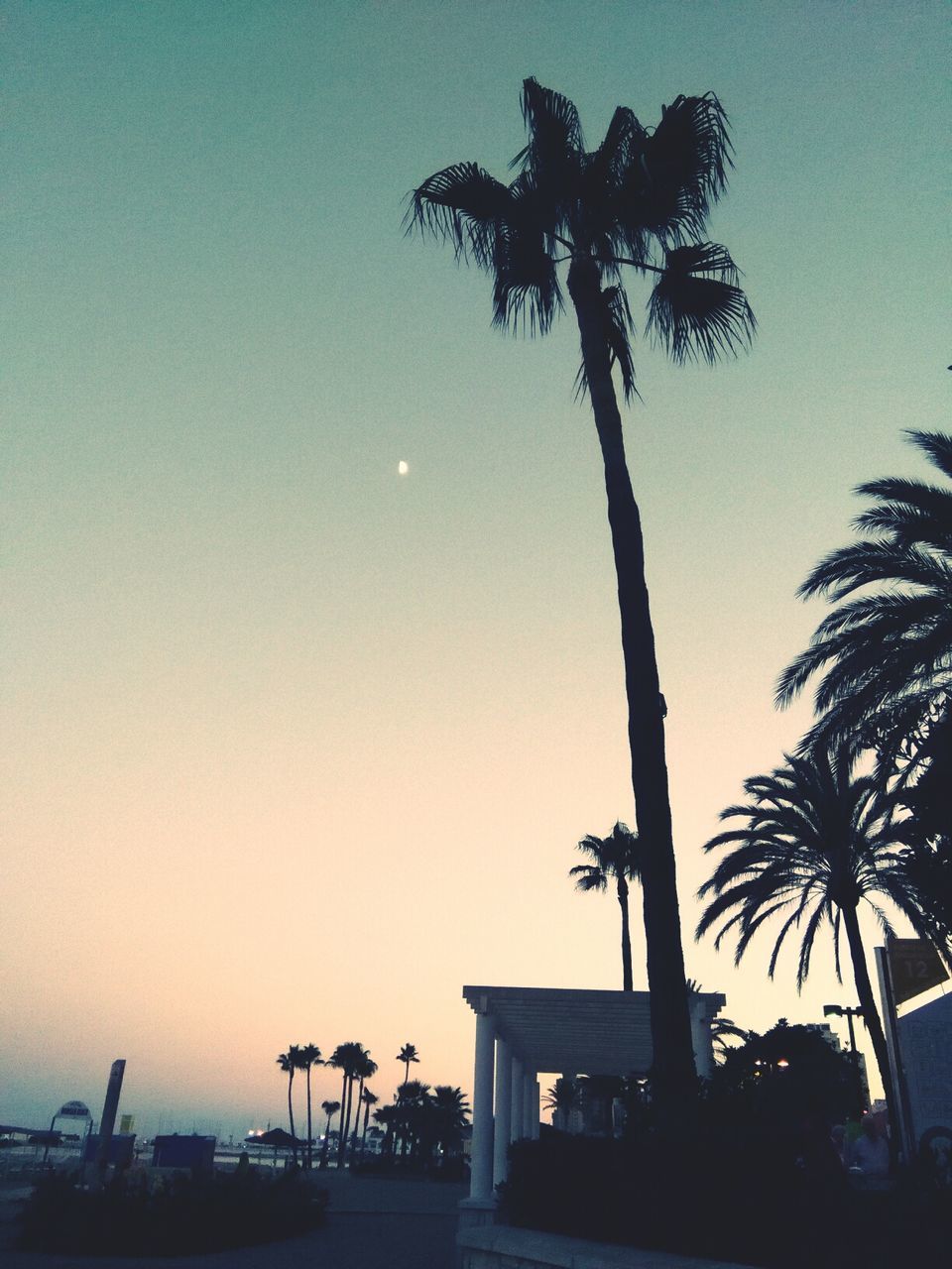 LOW ANGLE VIEW OF PALM TREES AGAINST SKY