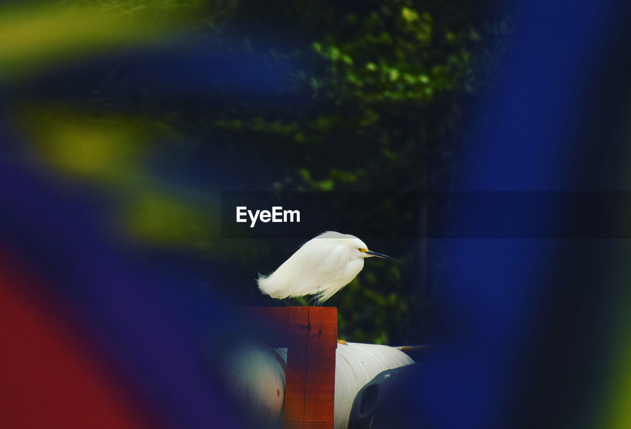 Colorful image of white heron 