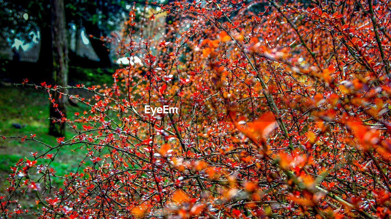 Low angle view of red flowers