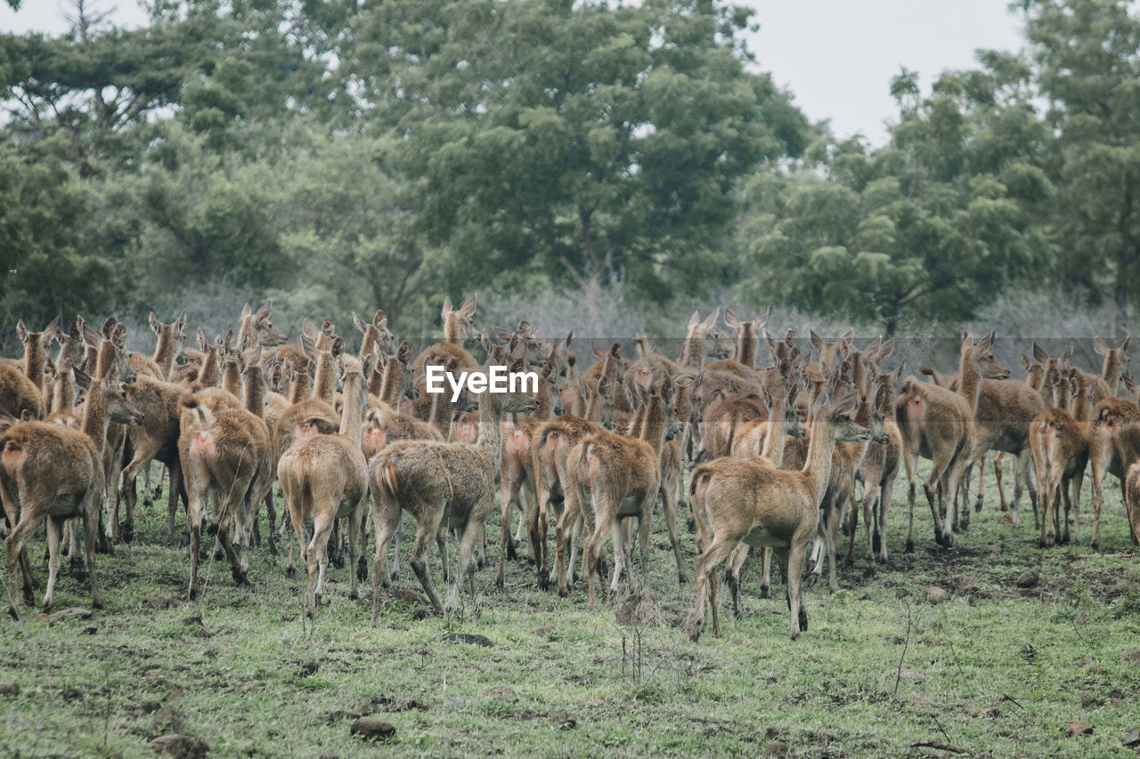 VIEW OF SHEEP IN FIELD