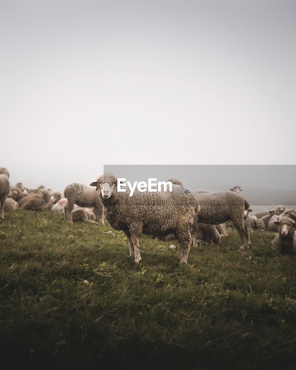 Sheep grazing on field against clear sky