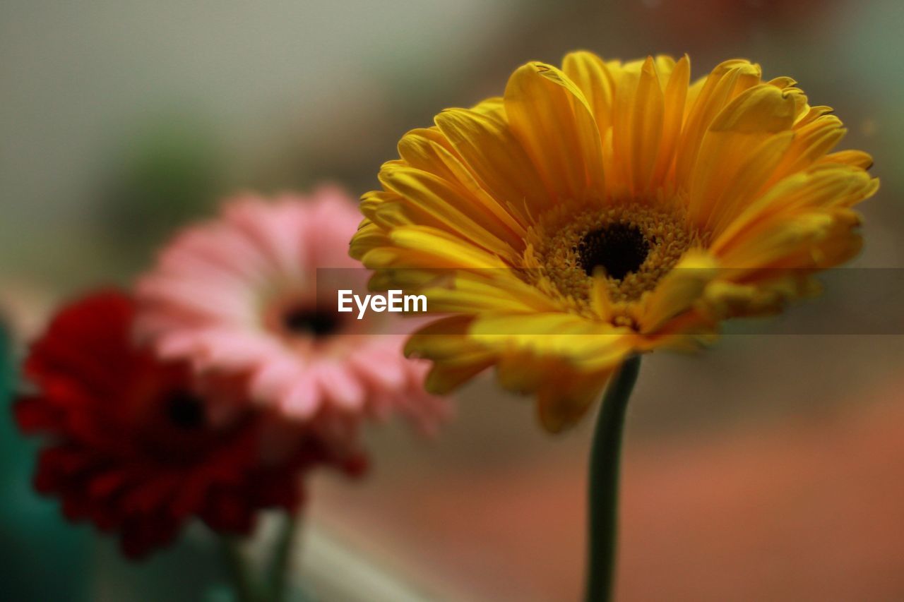 CLOSE-UP OF YELLOW FLOWERING PLANTS