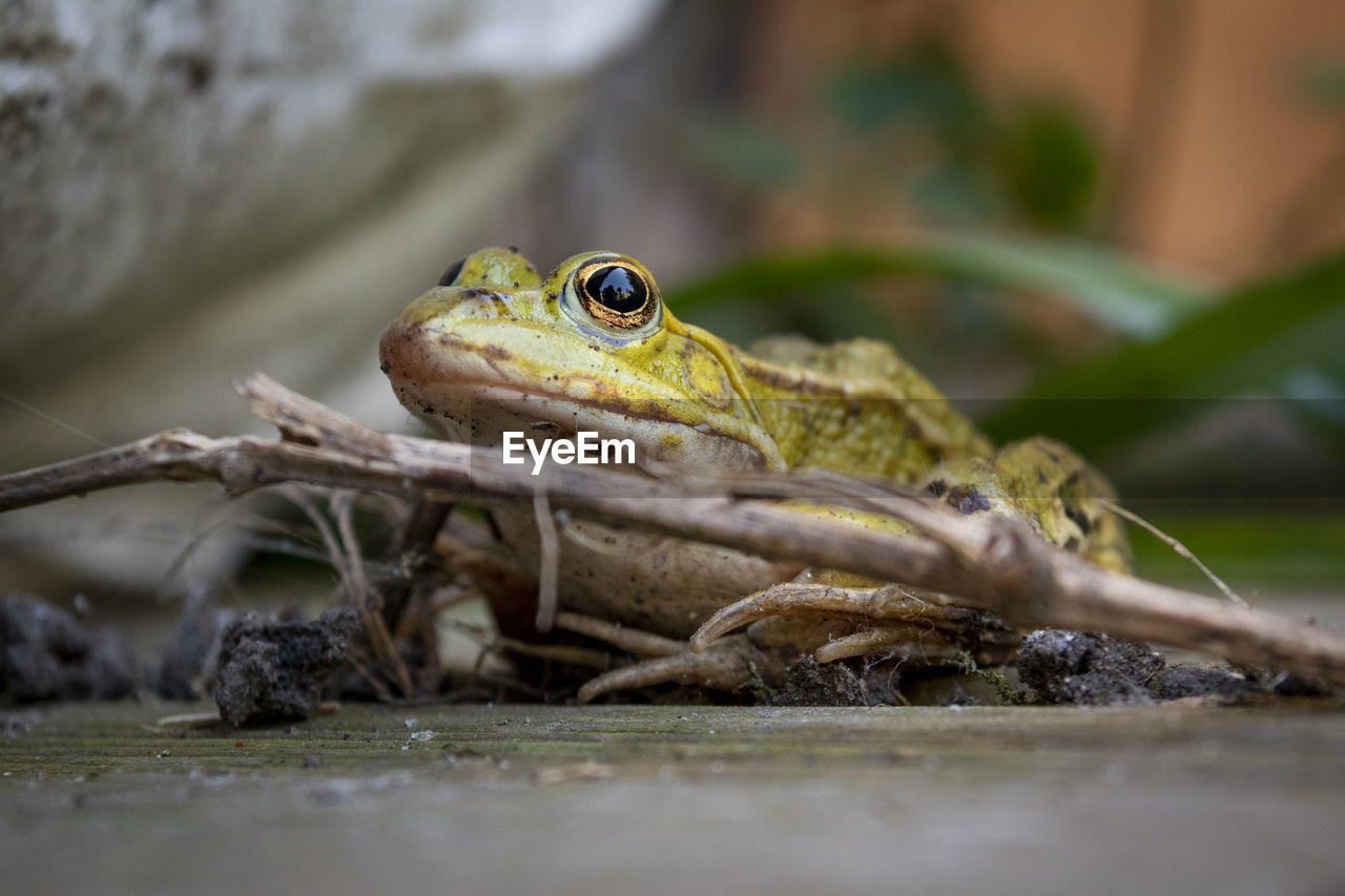 Close-up of frog