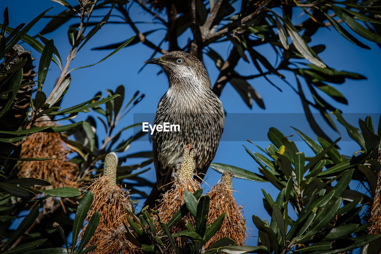 animal themes, animal wildlife, animal, bird, wildlife, tree, plant, perching, one animal, nature, bird of prey, no people, low angle view, branch, sky, blue, leaf, clear sky, hawk, outdoors, beauty in nature, day, plant part