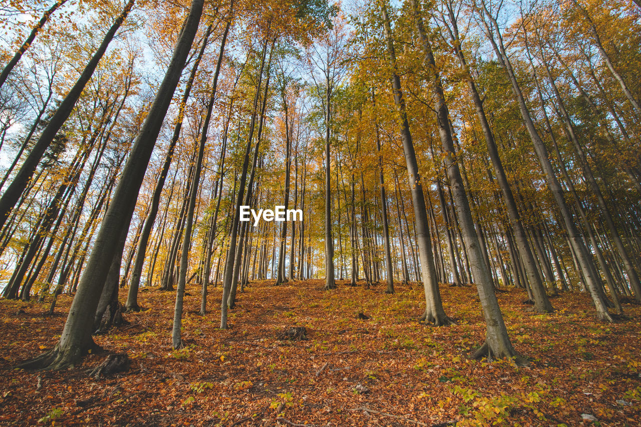 Red and orange warm sun illuminates the orange-red forest. mojtin, strazov mountains, slovakia