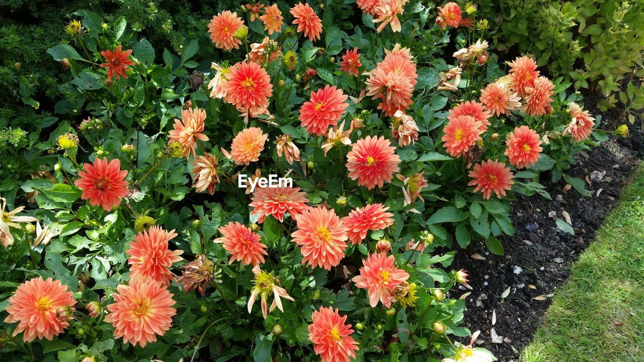 CLOSE-UP OF RED FLOWERS AND PLANT