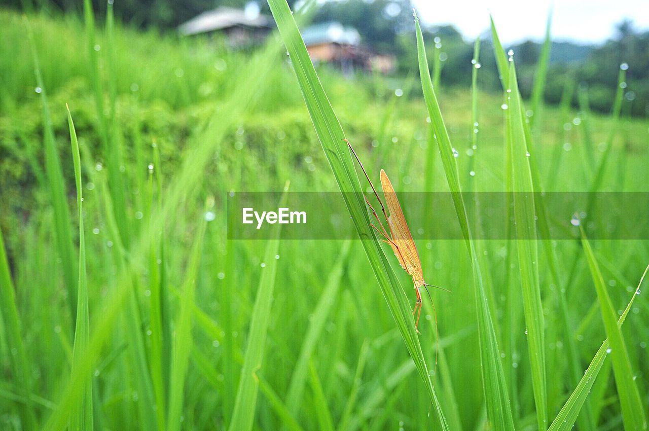 CLOSE-UP OF HOUSEFLY ON GRASS