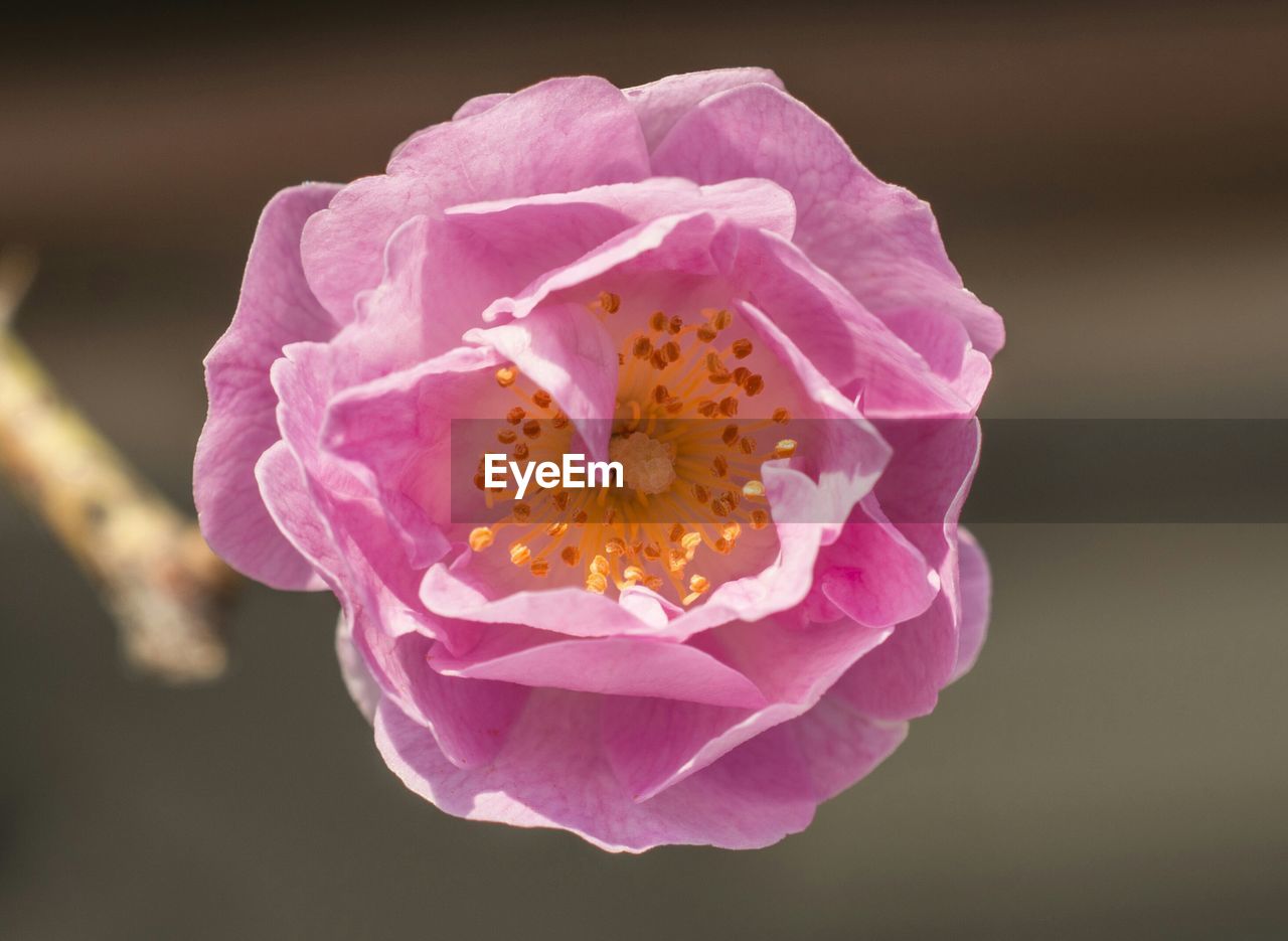 CLOSE-UP OF PINK ROSES