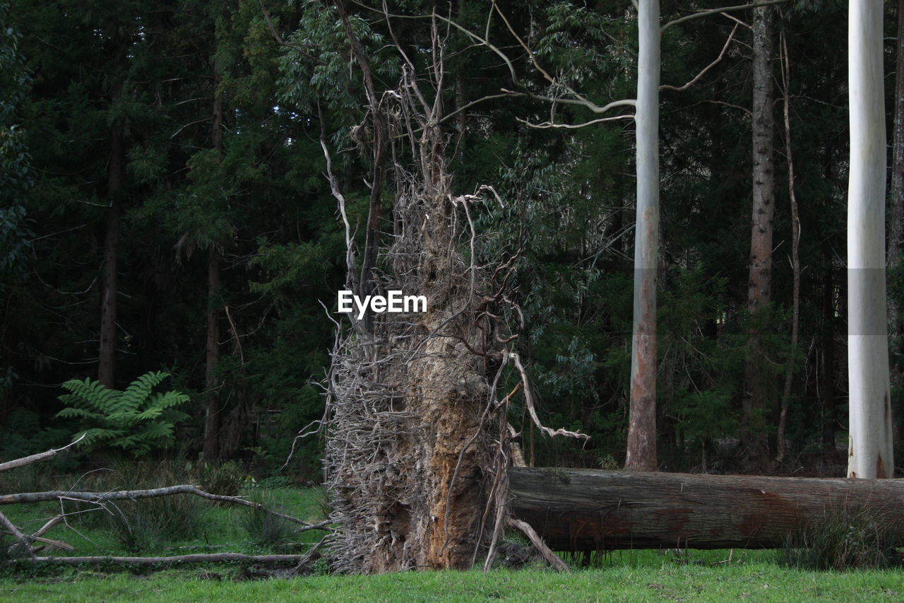 VIEW OF TREES IN FOREST