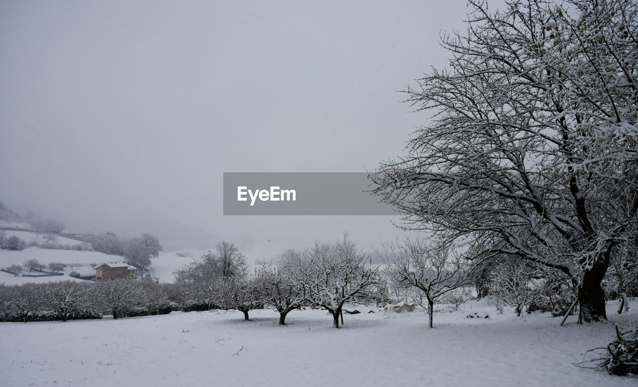 snow, cold temperature, winter, tree, environment, freezing, plant, nature, scenics - nature, beauty in nature, landscape, bare tree, sky, frozen, tranquility, tranquil scene, no people, white, land, blizzard, branch, non-urban scene, outdoors, winter storm, mountain, deep snow, snowing, day