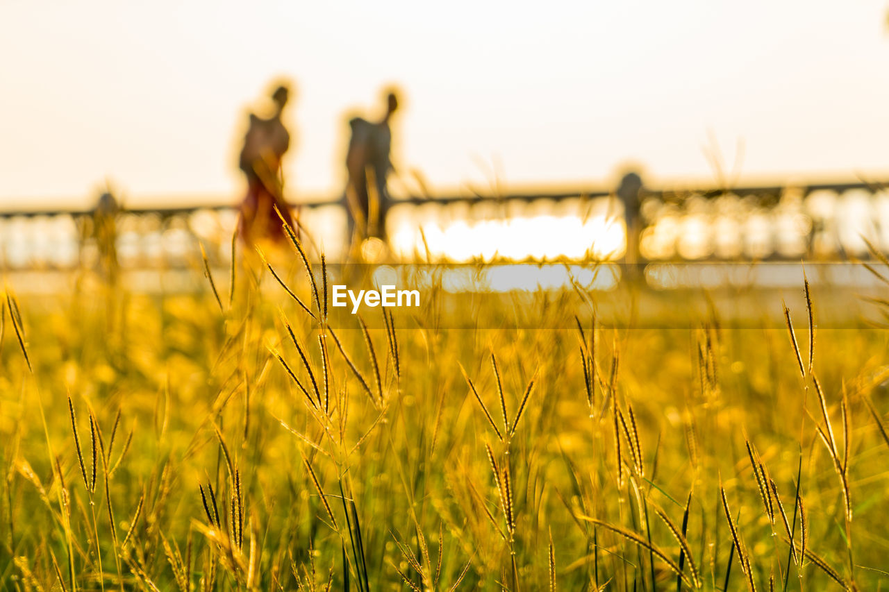 Close-up of crops on field against sky