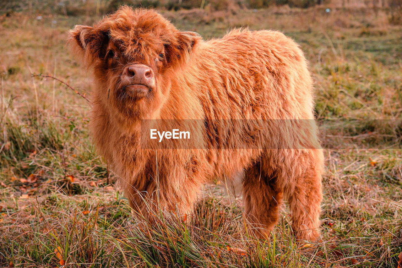 Highland cattle cub at pasture in mountain hairy coo sustainable breeding for slaughter 