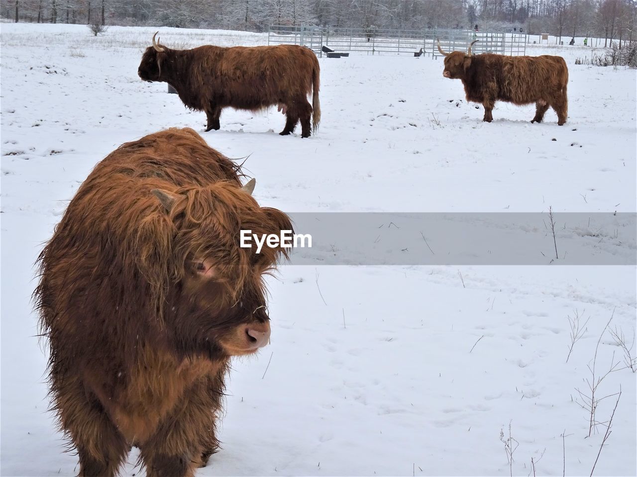 SHEEP ON SNOW COVERED FIELD