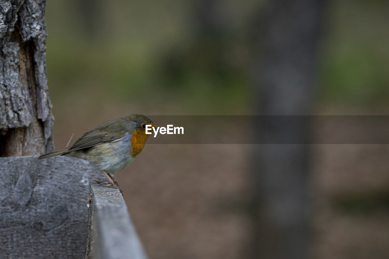 CLOSE-UP OF BIRDS PERCHING ON WOODEN POST