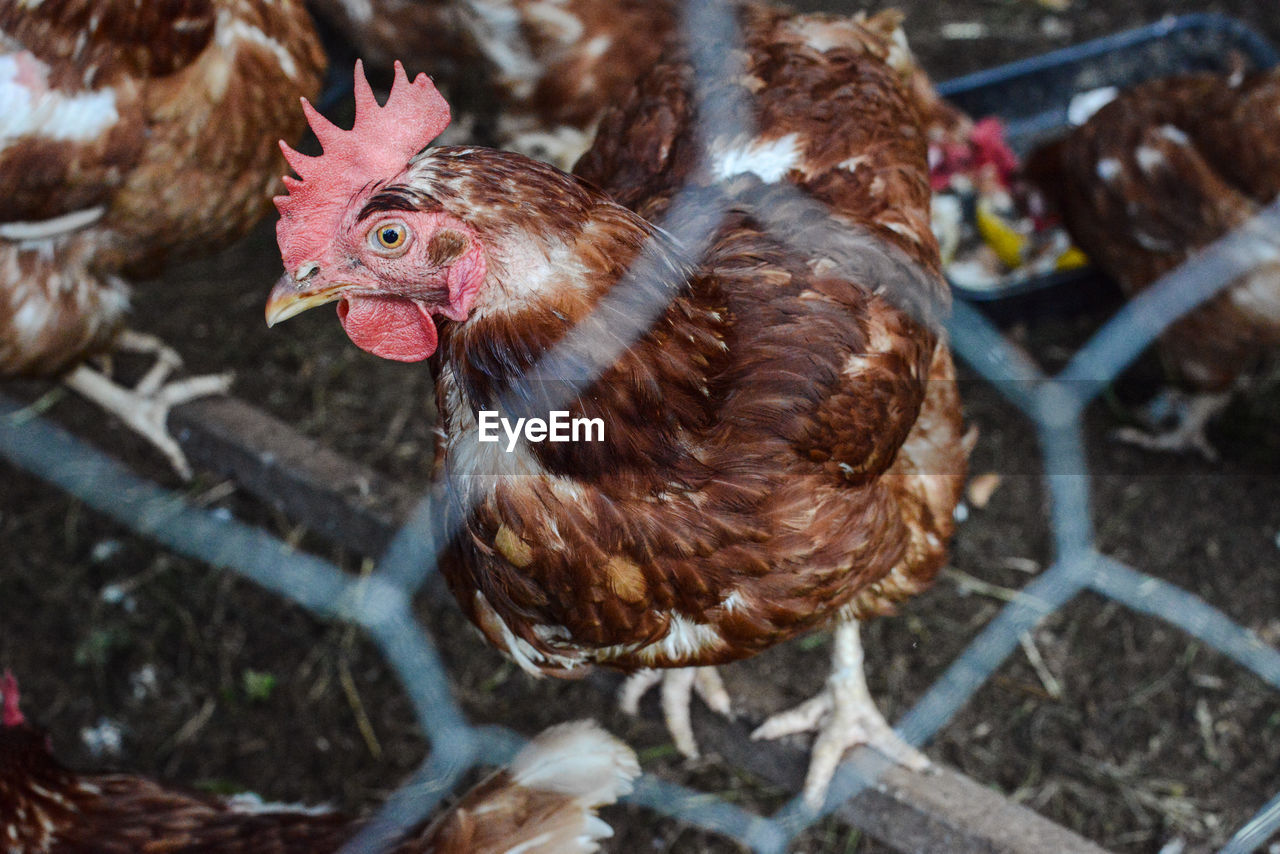 High angle view of chicken seen through chainlink fence