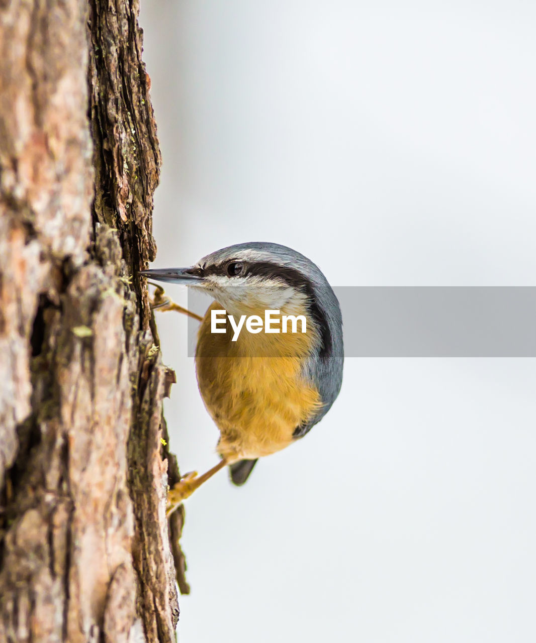 Close-up of bird perching on tree trunk