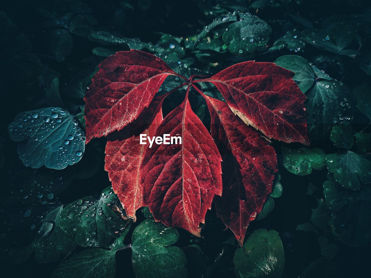 Close-up of wet red leaves on plant during rainy season