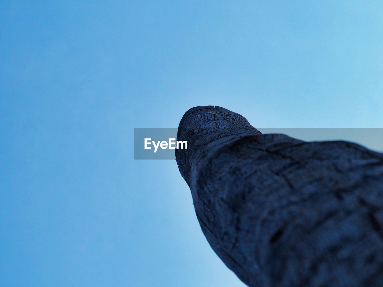 Low angle view of tree trunk against clear blue sky