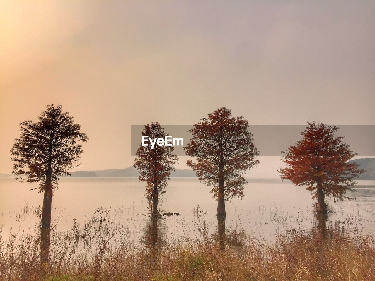 Trees by lake against sky during sunset