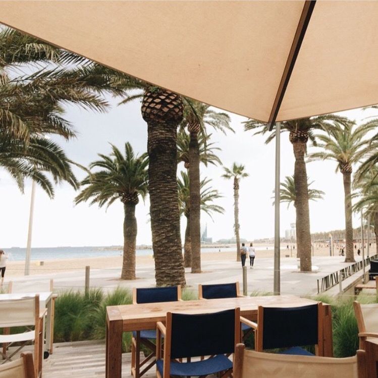 VIEW OF PALM TREES ON BEACH