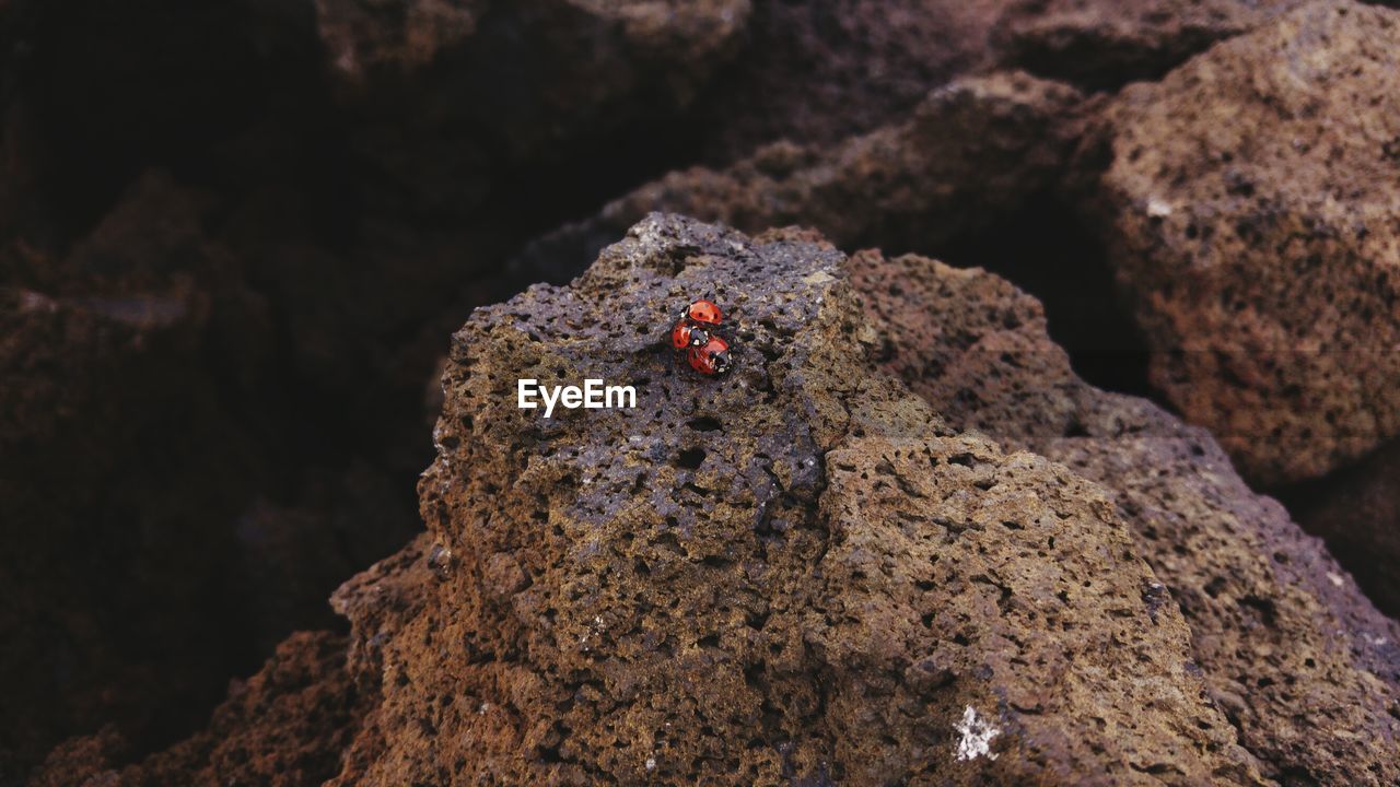 LADYBUG ON ROCK