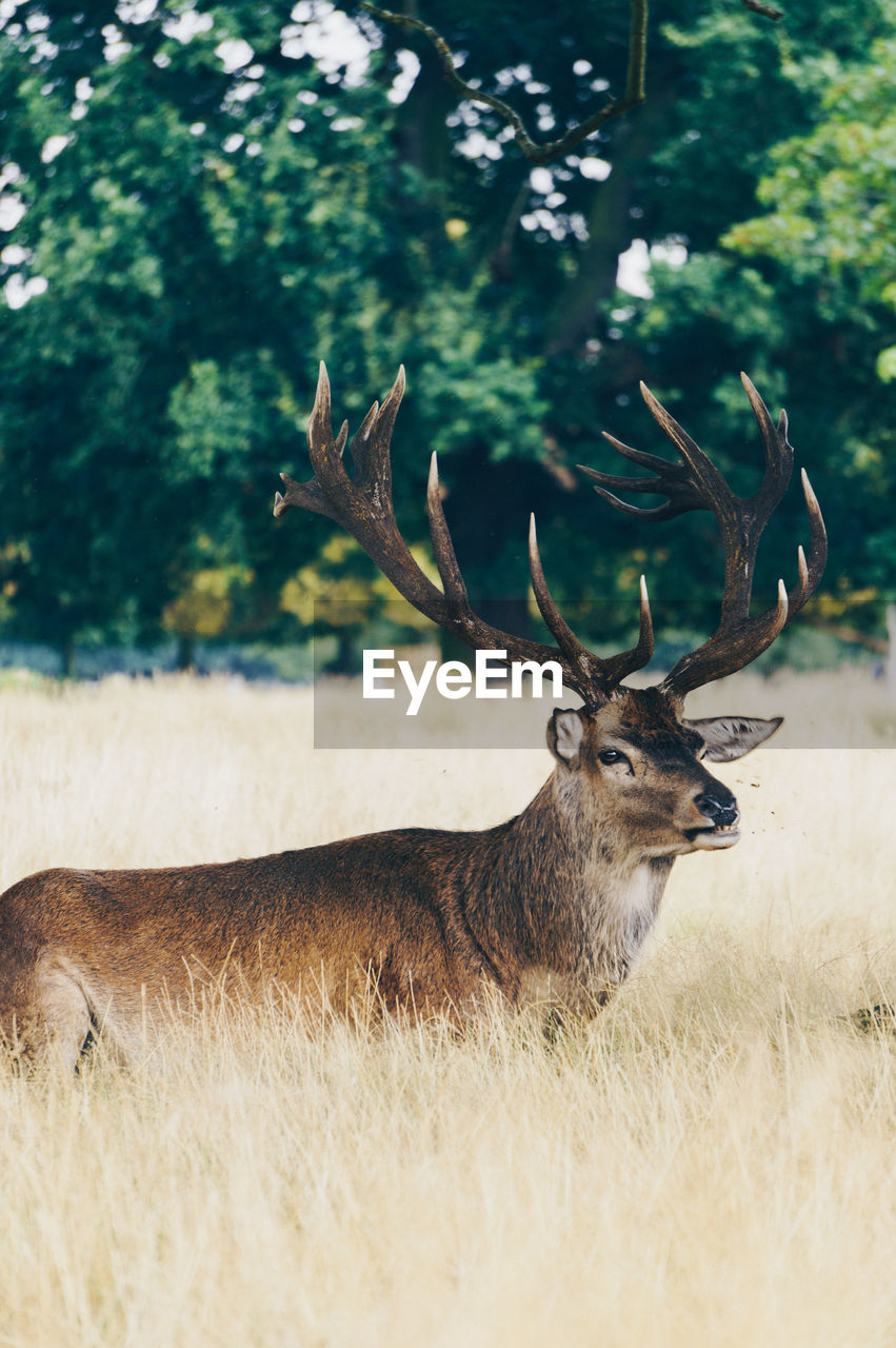 Reindeer standing on field in forest